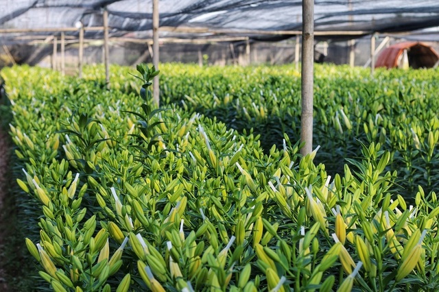 Lạc giữa cánh đồng hoa ly lớn nhất Hà Nội những ngày giáp Tết - 12 Lạc giữa cánh đồng hoa ly lớn nhất Hà Nội những ngày giáp Tết - 12