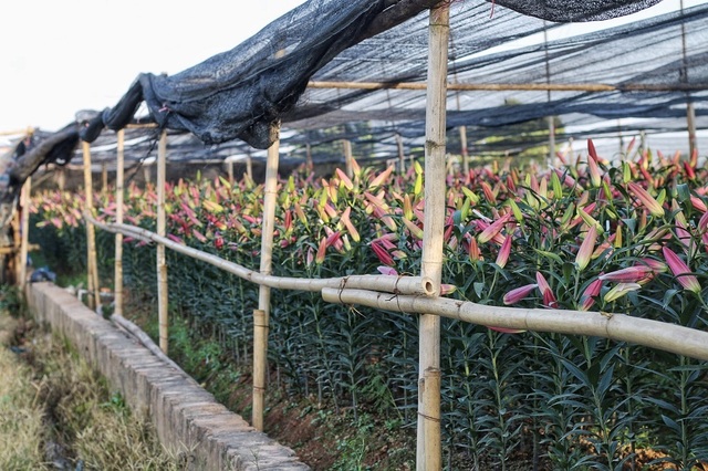 Lạc giữa cánh đồng hoa ly lớn nhất Hà Nội những ngày giáp Tết - 15 Lạc giữa cánh đồng hoa ly lớn nhất Hà Nội những ngày giáp Tết - 15