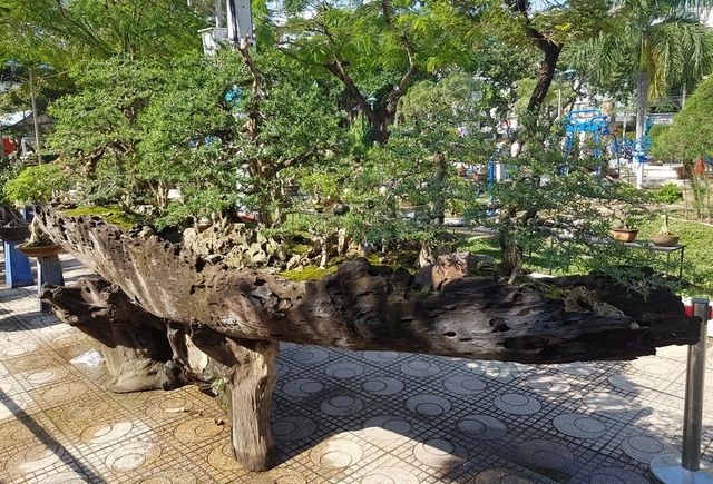 Nha Trang: Trăm hoa khoe sắc bên bờ biển, người người háo hức du xuân - 3 Nha Trang: Trăm hoa khoe sắc bên bờ biển, người người háo hức du xuân - 3
