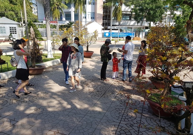 Nha Trang: Trăm hoa khoe sắc bên bờ biển, người người háo hức du xuân - 8 Nha Trang: Trăm hoa khoe sắc bên bờ biển, người người háo hức du xuân - 8
