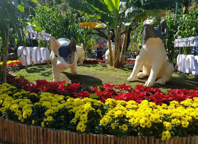 Nha Trang: Trăm hoa khoe sắc bên bờ biển, người người háo hức du xuân - 4 Nha Trang: Trăm hoa khoe sắc bên bờ biển, người người háo hức du xuân - 4