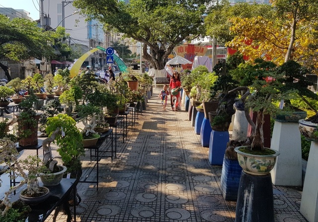 Nha Trang: Trăm hoa khoe sắc bên bờ biển, người người háo hức du xuân - 7 Nha Trang: Trăm hoa khoe sắc bên bờ biển, người người háo hức du xuân - 7