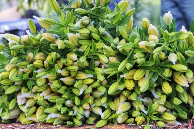 Lạc giữa cánh đồng hoa ly lớn nhất Hà Nội những ngày giáp Tết - 5 Lạc giữa cánh đồng hoa ly lớn nhất Hà Nội những ngày giáp Tết - 5