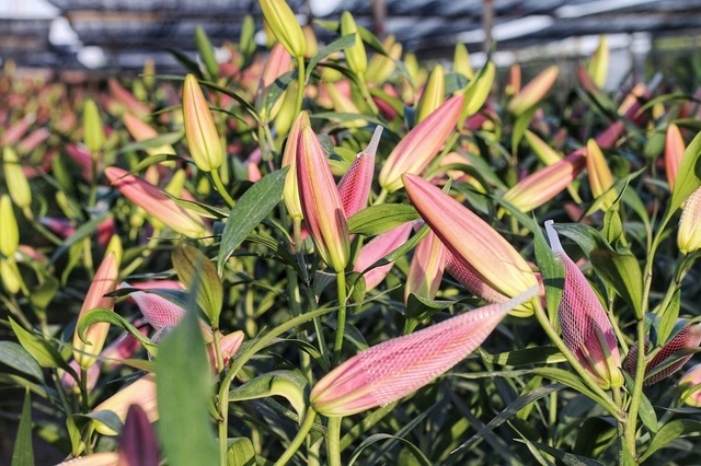 Lạc giữa cánh đồng hoa ly lớn nhất Hà Nội những ngày giáp Tết - 8 Lạc giữa cánh đồng hoa ly lớn nhất Hà Nội những ngày giáp Tết - 8