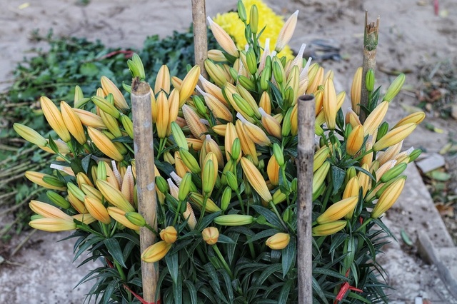 Lạc giữa cánh đồng hoa ly lớn nhất Hà Nội những ngày giáp Tết - 9 Lạc giữa cánh đồng hoa ly lớn nhất Hà Nội những ngày giáp Tết - 9
