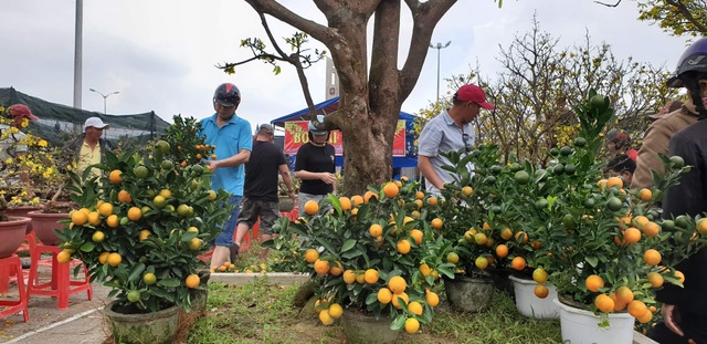 Chợ hoa Đà Nẵng 29 Tết: Quất cảnh đắt hàng, mai thưa khách - 1 Chợ hoa Đà Nẵng 29 Tết: Quất cảnh đắt hàng, mai thưa khách - 1