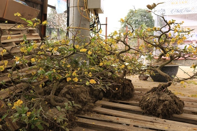 Rát mặt chiều 28 Tết: Màn trời chiếu đất, ôm lỗ 100 triệu đồng - 13 Rát mặt chiều 28 Tết: Màn trời chiếu đất, ôm lỗ 100 triệu đồng - 13