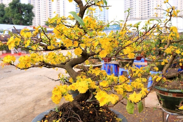 Rát mặt chiều 28 Tết: Màn trời chiếu đất, ôm lỗ 100 triệu đồng - 4 Rát mặt chiều 28 Tết: Màn trời chiếu đất, ôm lỗ 100 triệu đồng - 4