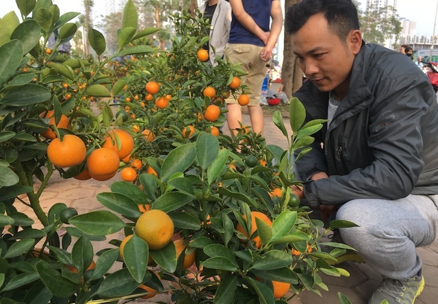 Tấp nập mua đào, quất giá rẻ chiều 30 Tết - 3 Tấp nập mua đào, quất giá rẻ chiều 30 Tết - 3