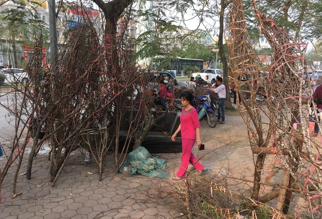 Tấp nập mua đào, quất giá rẻ chiều 30 Tết - 9 Tấp nập mua đào, quất giá rẻ chiều 30 Tết - 9