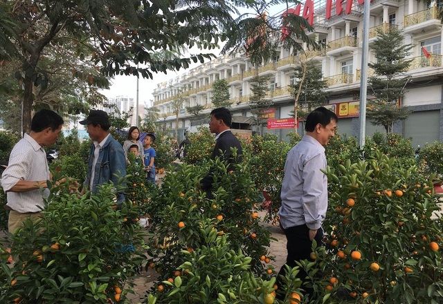 Tấp nập mua đào, quất giá rẻ chiều 30 Tết - 1 Tấp nập mua đào, quất giá rẻ chiều 30 Tết - 1