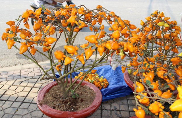 Quả độc chết người cúng ông bà ngày Tết: Liều mạng cầu giàu sang - 3 Quả độc chết người cúng ông bà ngày Tết: Liều mạng cầu giàu sang - 3