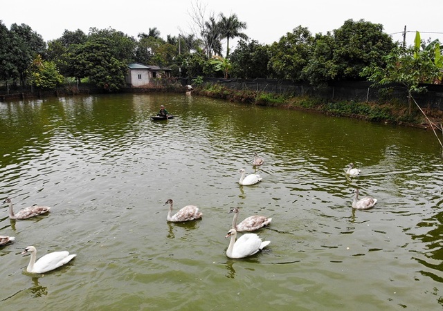 Mục sở thị trang trại thiên nga bán cho nhà giàu Hà Nội - 1 Mục sở thị trang trại thiên nga bán cho nhà giàu Hà Nội - 1