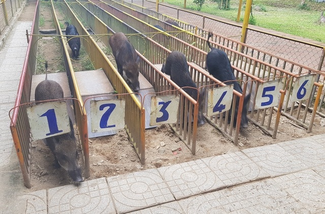 Mùng 2 Tết, cười bể bụng với bầy heo đua - 5 Mùng 2 Tết, cười bể bụng với bầy heo đua - 5