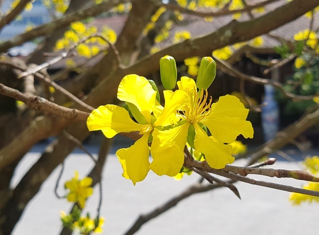 Mai khủng trăm năm tuổi đón năm mới bằng tán hoa vàng rực rỡ - 11 Mai khủng trăm năm tuổi đón năm mới bằng tán hoa vàng rực rỡ - 11