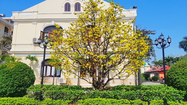 Mai khủng trăm năm tuổi đón năm mới bằng tán hoa vàng rực rỡ - 8 Mai khủng trăm năm tuổi đón năm mới bằng tán hoa vàng rực rỡ - 8