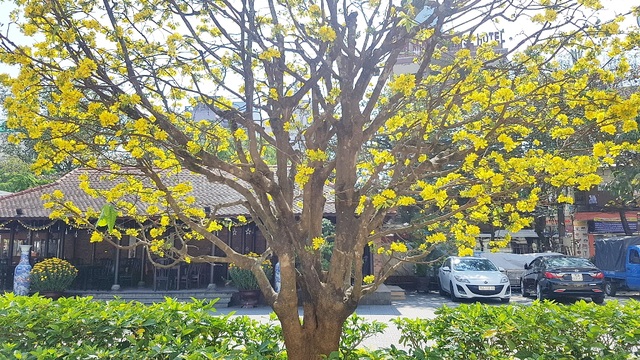 Mai khủng trăm năm tuổi đón năm mới bằng tán hoa vàng rực rỡ - 2 Mai khủng trăm năm tuổi đón năm mới bằng tán hoa vàng rực rỡ - 2