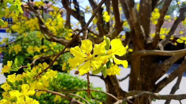 Mai khủng trăm năm tuổi đón năm mới bằng tán hoa vàng rực rỡ - 4 Mai khủng trăm năm tuổi đón năm mới bằng tán hoa vàng rực rỡ - 4