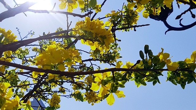 Mai khủng trăm năm tuổi đón năm mới bằng tán hoa vàng rực rỡ - 5 Mai khủng trăm năm tuổi đón năm mới bằng tán hoa vàng rực rỡ - 5
