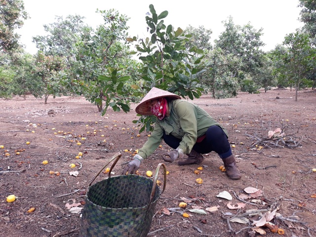 Đầu năm, nông dân “bỏ tết”, đội nắng lo đi thu hoạch điều - 1 Đầu năm, nông dân “bỏ tết”, đội nắng lo đi thu hoạch điều - 1