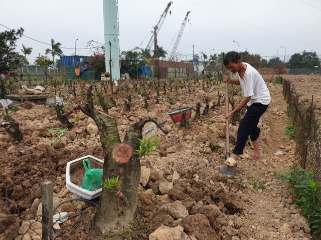 Người trồng đào Phú Thượng tất bật chuẩn bị vụ mới - 11 Người trồng đào Phú Thượng tất bật chuẩn bị vụ mới - 11