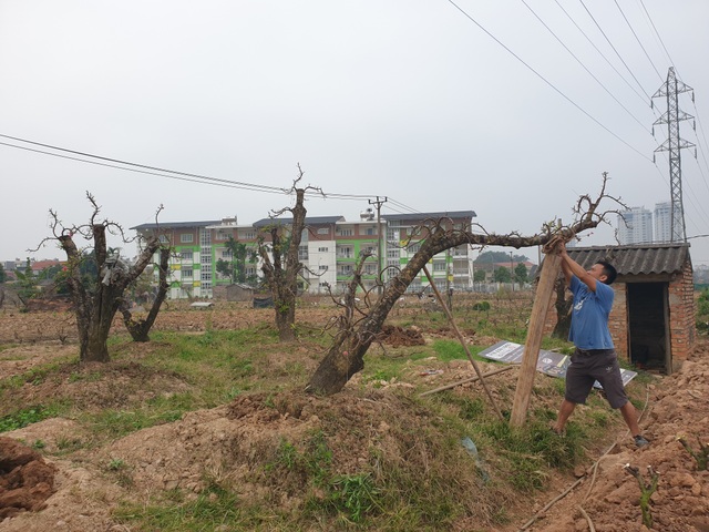 Người trồng đào Phú Thượng tất bật chuẩn bị vụ mới - 12