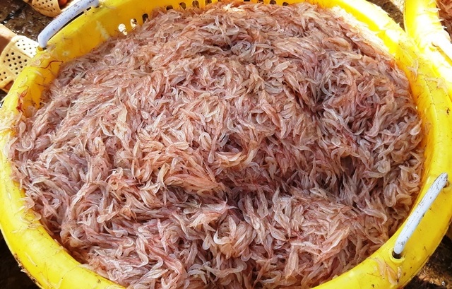 Ngư dân Bình Định trúng lớn “lộc biển”, kiếm tiền triệu chỉ vài giờ - 8 Ngư dân Bình Định trúng lớn “lộc biển”, kiếm tiền triệu chỉ vài giờ - 8