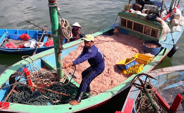 Ngư dân Bình Định trúng lớn “lộc biển”, kiếm tiền triệu chỉ vài giờ - 4