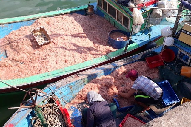 Ngư dân Bình Định trúng lớn “lộc biển”, kiếm tiền triệu chỉ vài giờ - 1