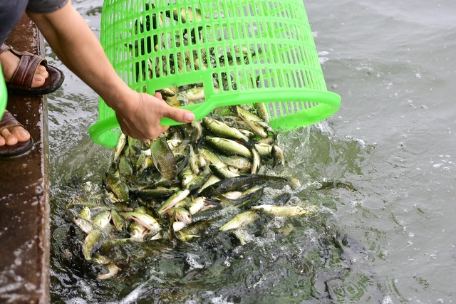 15.000 người chuyền tay phóng sinh hơn 10 tấn cá ở Hà Nội - 9