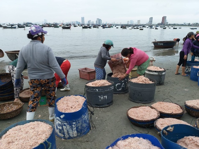 Ngư dân Đà Nẵng trúng đậm mùa ruốc biển đầu năm - 2 Ngư dân Đà Nẵng trúng đậm mùa ruốc biển đầu năm - 2