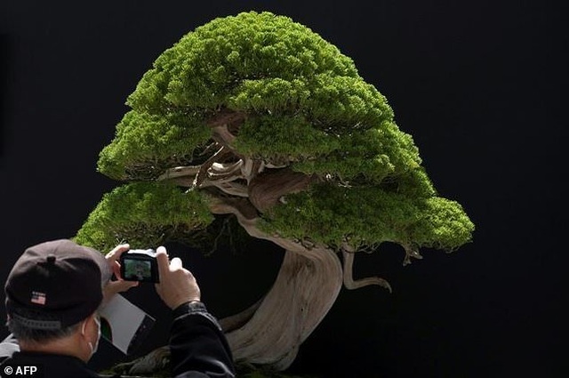Loạt cây bonsai đắt giá bị đánh cắp, nghệ nhân xin kẻ trộm hãy chăm sóc cây tốt - 2 Loạt cây bonsai đắt giá bị đánh cắp, nghệ nhân xin kẻ trộm hãy chăm sóc cây tốt - 2