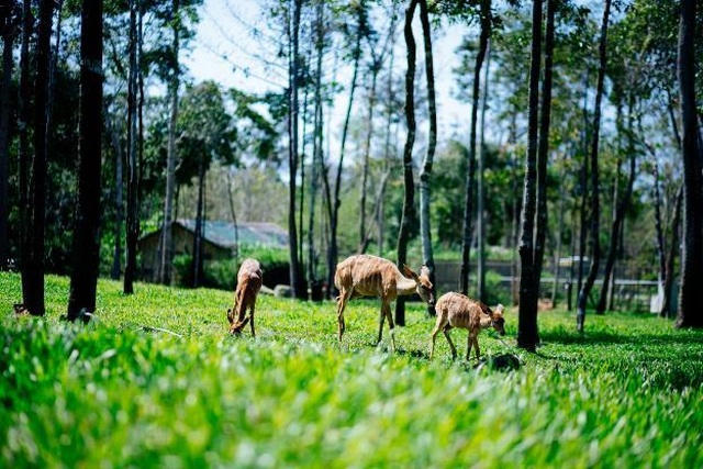 Vinpearl Safari Phú Quốc – Trải nghiệm “Tết mới”, gắn kết thiên nhiên - 3 Vinpearl Safari Phú Quốc – Trải nghiệm “Tết mới”, gắn kết thiên nhiên - 3