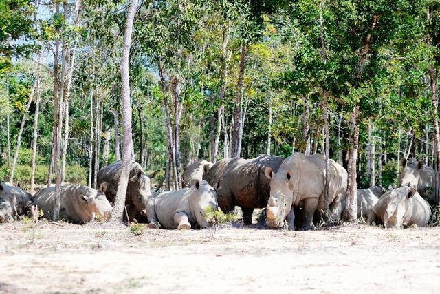 Vinpearl Safari Phú Quốc – Trải nghiệm “Tết mới”, gắn kết thiên nhiên - 8 Vinpearl Safari Phú Quốc – Trải nghiệm “Tết mới”, gắn kết thiên nhiên - 8