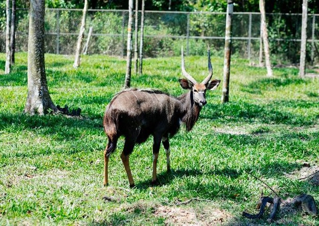 Vinpearl Safari Phú Quốc – Trải nghiệm “Tết mới”, gắn kết thiên nhiên - 10 Vinpearl Safari Phú Quốc – Trải nghiệm “Tết mới”, gắn kết thiên nhiên - 10