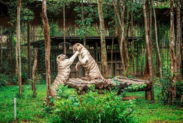 Vinpearl Safari Phú Quốc – Trải nghiệm “Tết mới”, gắn kết thiên nhiên - 16 Vinpearl Safari Phú Quốc – Trải nghiệm “Tết mới”, gắn kết thiên nhiên - 16