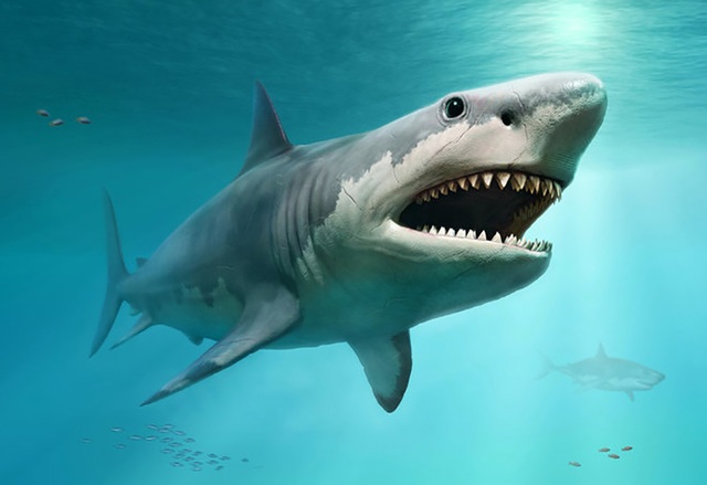 Cá mập trắng lớn đã quét sạch siêu cá mập Megalodon khổng lồ? - 1 Cá mập trắng lớn đã quét sạch siêu cá mập Megalodon khổng lồ? - 1