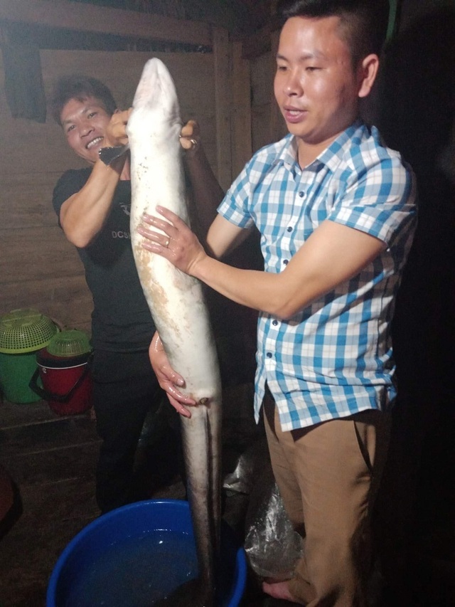 Bắt được cá chình khủng nặng 14 kg, bán 6 triệu đồng - 1 Bắt được cá chình khủng nặng 14 kg, bán 6 triệu đồng - 1