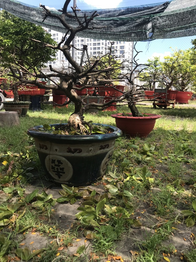 Nghệ nhân chia sẻ bí kíp chăm hoa mai sau Tết - 1 Nghệ nhân chia sẻ bí kíp chăm hoa mai sau Tết - 1