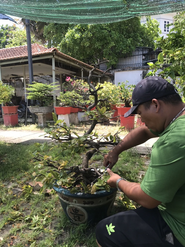 Nghệ nhân chia sẻ bí kíp chăm hoa mai sau Tết - 2 Nghệ nhân chia sẻ bí kíp chăm hoa mai sau Tết - 2