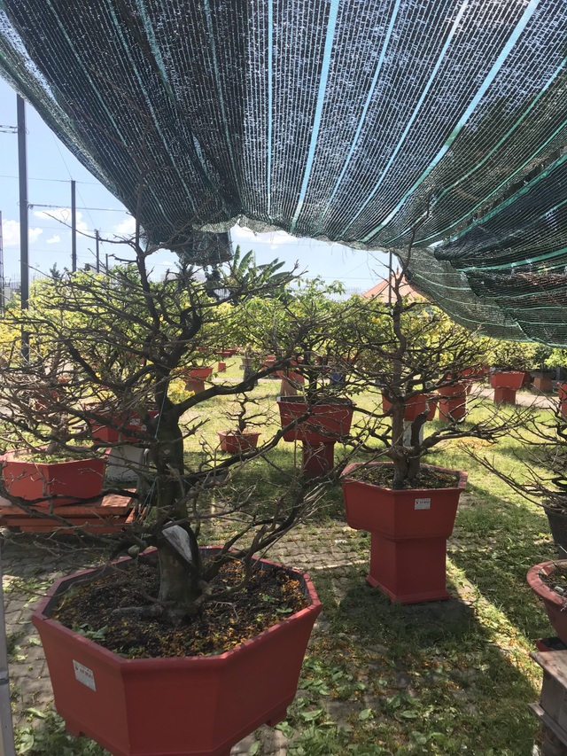 Nghệ nhân chia sẻ bí kíp chăm hoa mai sau Tết - 4 Nghệ nhân chia sẻ bí kíp chăm hoa mai sau Tết - 4