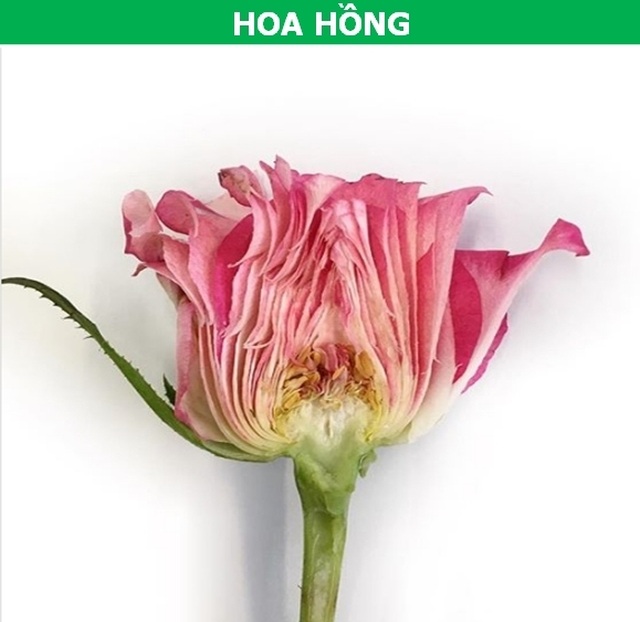 Vạn vật trở nên hoàn khác lạ khi được nhìn từ bên trong! - 2 Vạn vật trở nên hoàn khác lạ khi được nhìn từ bên trong! - 2