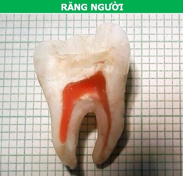 Vạn vật trở nên hoàn khác lạ khi được nhìn từ bên trong! - 6 Vạn vật trở nên hoàn khác lạ khi được nhìn từ bên trong! - 6