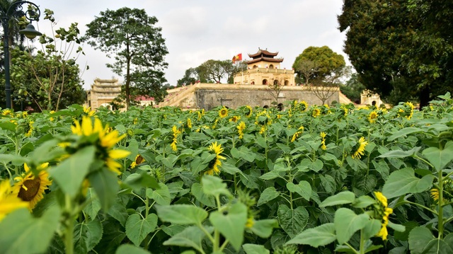 hoa huong duong o hoang thanh thang long-6.jpg hoa huong duong o hoang thanh thang long-6.jpg