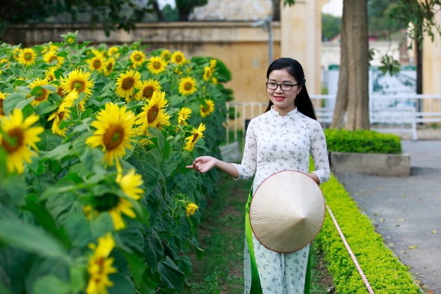 hoa huong duong o hoang thanh thang long-7.jpg hoa huong duong o hoang thanh thang long-7.jpg