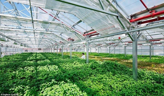 Kho vàng 6000 tấn lớn nhất thế giới đón khách tham quan - 7 Kho vàng 6000 tấn lớn nhất thế giới đón khách tham quan - 7
