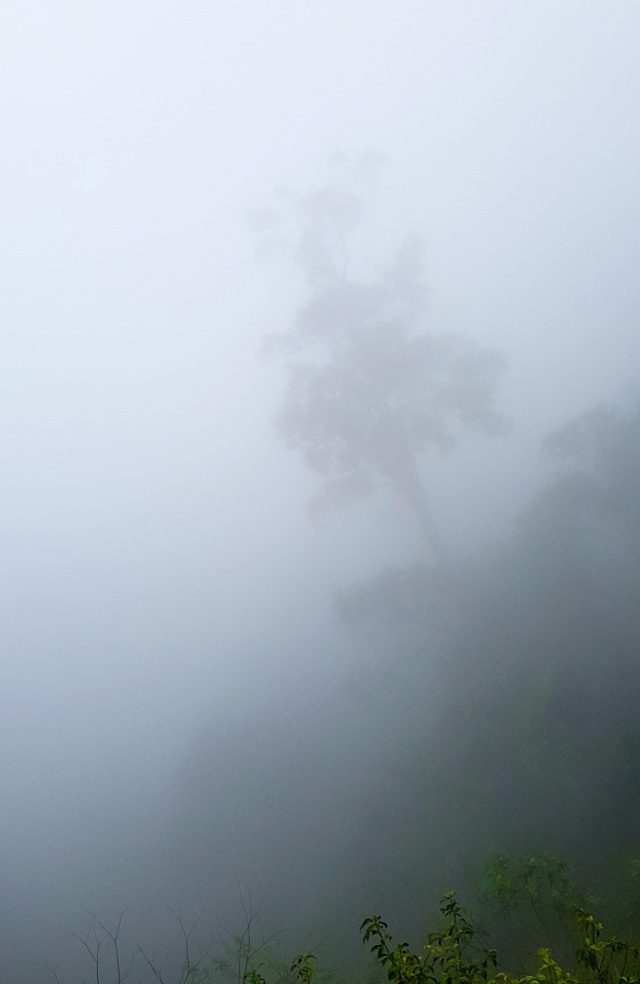 Suong mu Bach Ma 11.JPG Suong mu Bach Ma 11.JPG
