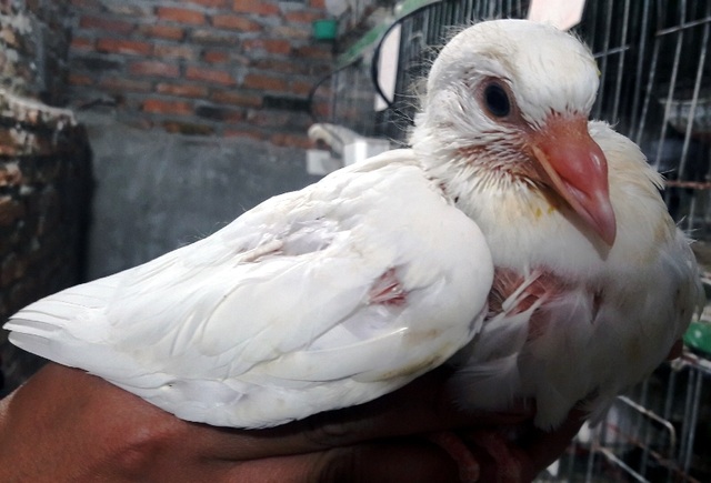 Chàng thanh niên kiếm hàng trăm triệu đồng từ chim bồ câu Pháp - 6 Chàng thanh niên kiếm hàng trăm triệu đồng từ chim bồ câu Pháp - 6