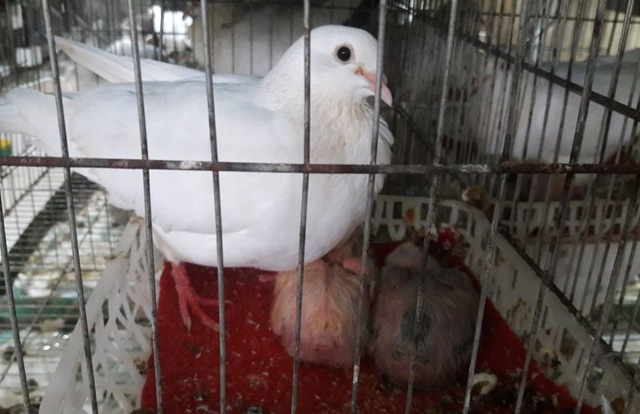 Chàng thanh niên kiếm hàng trăm triệu đồng từ chim bồ câu Pháp - 5 Chàng thanh niên kiếm hàng trăm triệu đồng từ chim bồ câu Pháp - 5