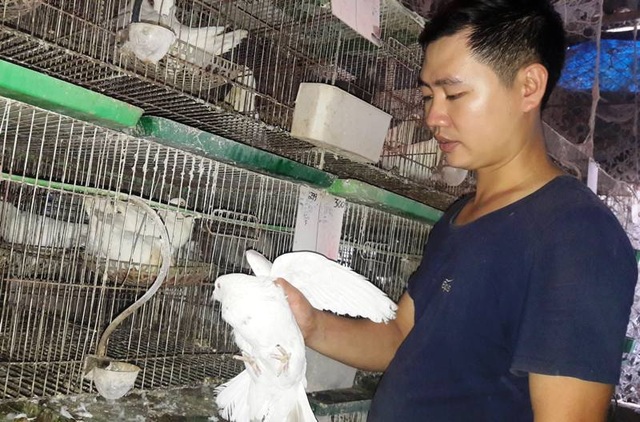 Chàng thanh niên kiếm hàng trăm triệu đồng từ chim bồ câu Pháp - 3 Chàng thanh niên kiếm hàng trăm triệu đồng từ chim bồ câu Pháp - 3